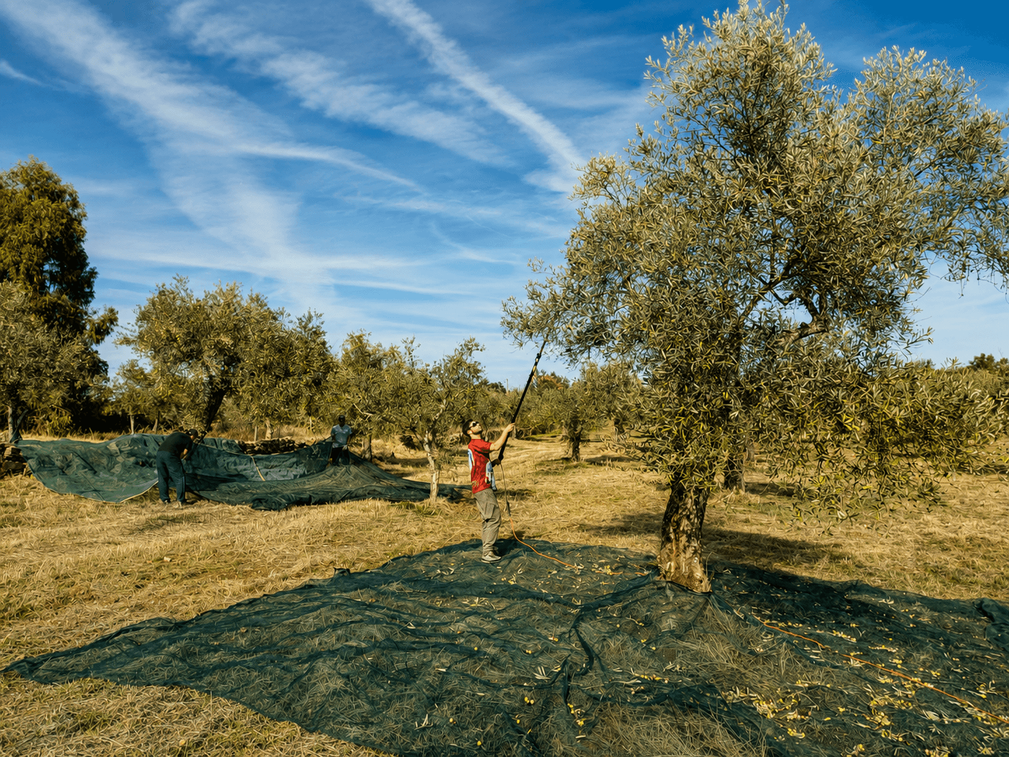 Olive harvest at the Ballotti family farm